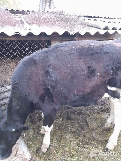 Телка 10 мес