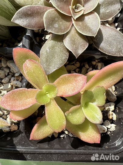 Суккуленты разных видов хавортия эхиверия седум