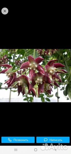 Хойя imperialis pink, Macrophylla albomarginata