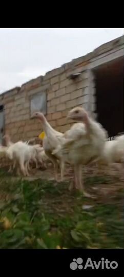 Индюки индюшата