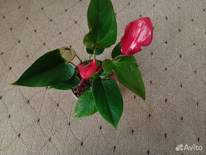 Антуриум бандерола лава