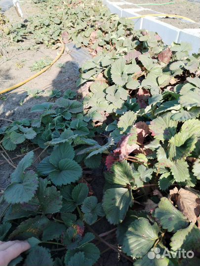 Клубники саженцы Лорд