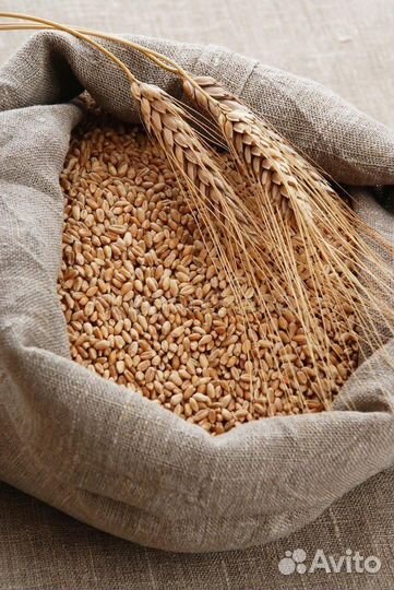 Пшеница, Ячмень, Овес