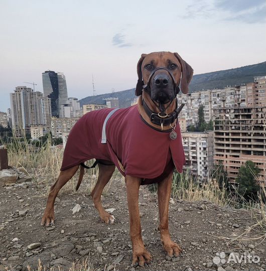 Охлаждающая попона для собак