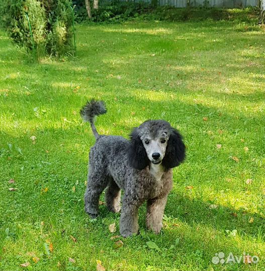 Мальчик серебро