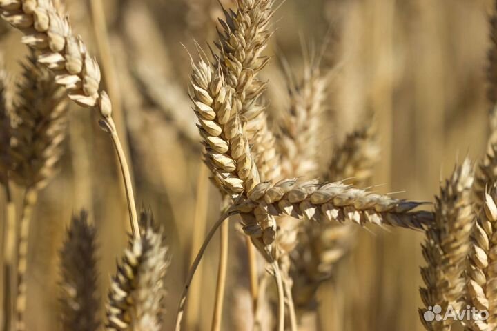 Зерно пшеница