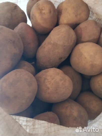 Продам картофель крупный