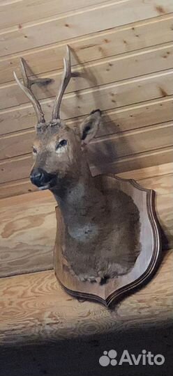 Чучело касули