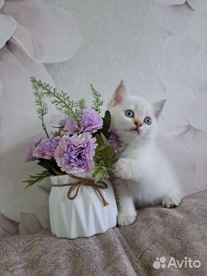 Шотландские очаровашки
