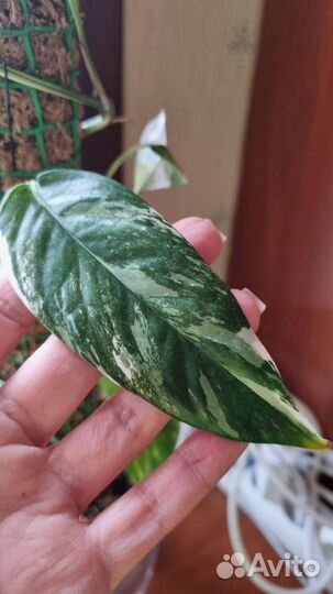 Эпипремнум пиннатум вариегатный