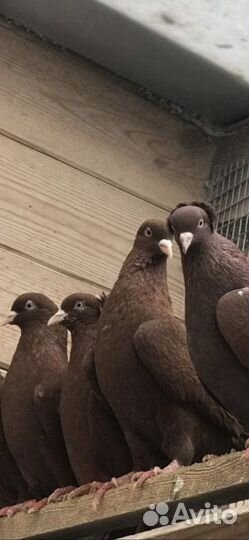 Бойные голуби армянские