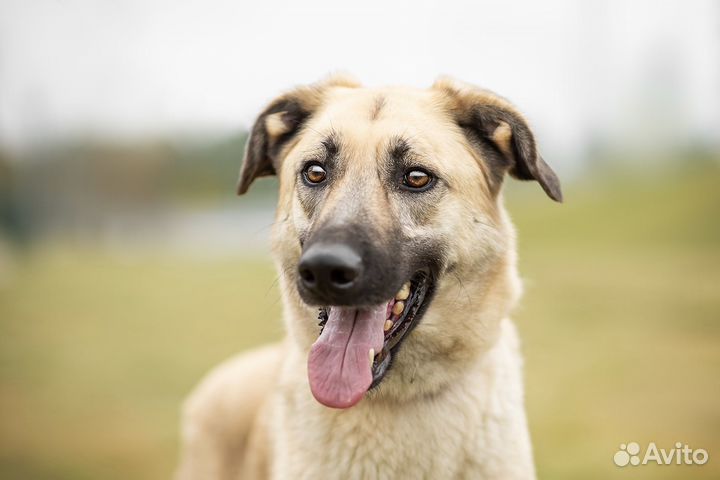 Вайт в добрые руки