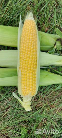 Семена сладкой кукурузы бондюэль