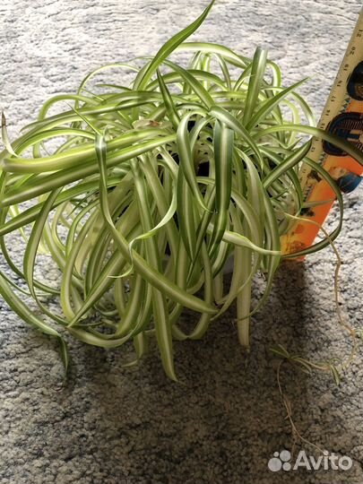 Комнатное растение хлорофитум хохлатый