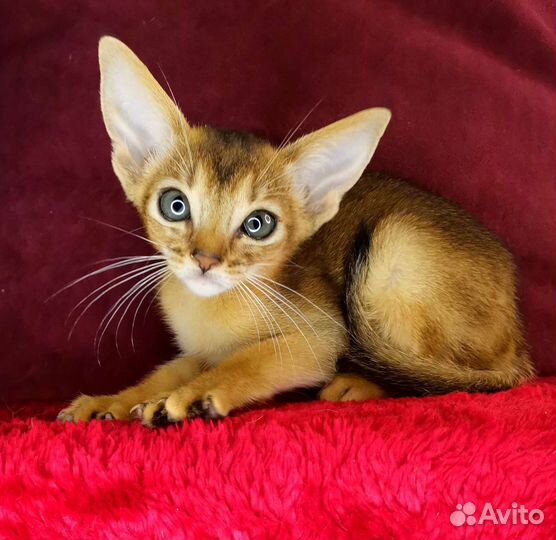 Абиссинские котята из питомника