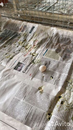 2 попугая корелла с клеткой мальчик и девочка