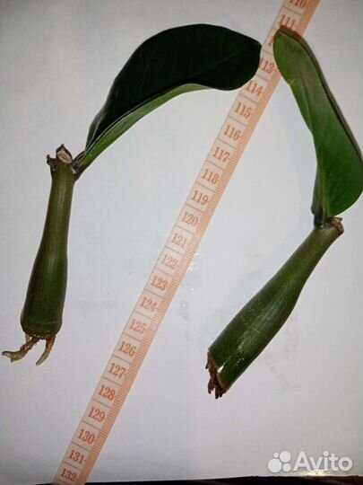 Зензи Равен замиокулькас листочки