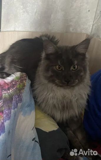 Мейн-кун вязка