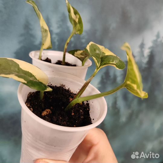 Сциндапсус джой