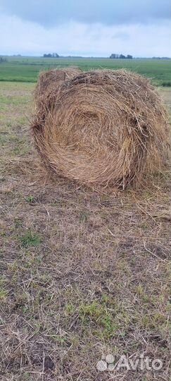 Продам сено в рулонах свежий укос