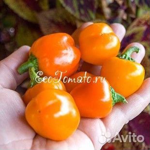 Семена сладкого перца мини