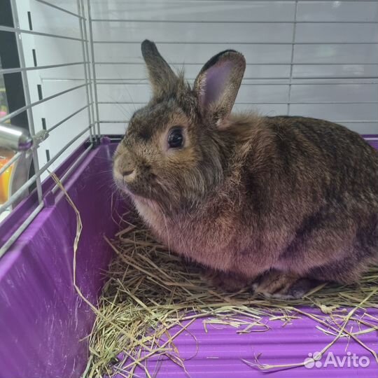 Карликовый кролик