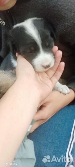 Щенки бесплатно