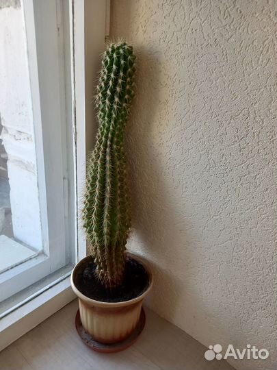 Кактусы и суккуленты