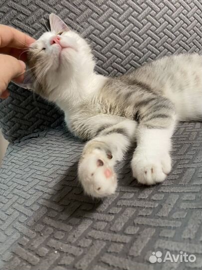 Котик в добрые руки