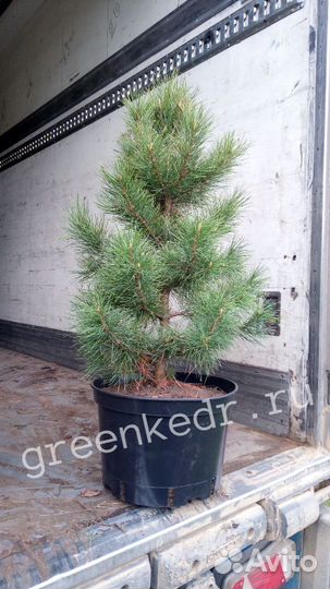 Кедр Сибирский 40-60см Экстра