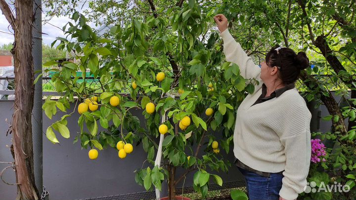 Лимон комнатный