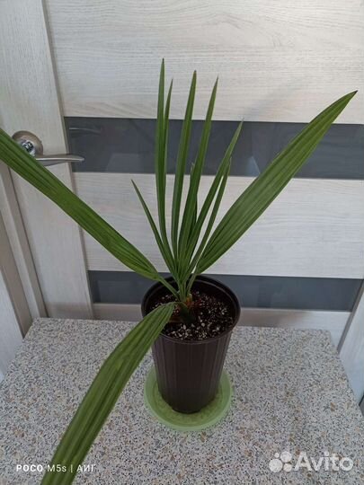 Диффенбахия, фикус, драцена, пальмы