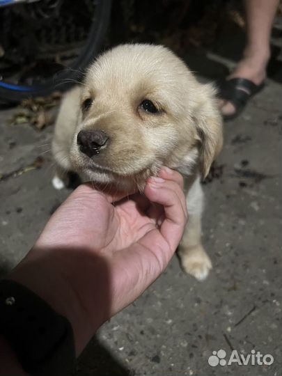 Двортерьер