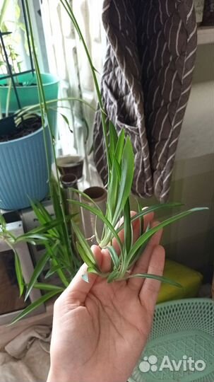 Детки хлорофитума