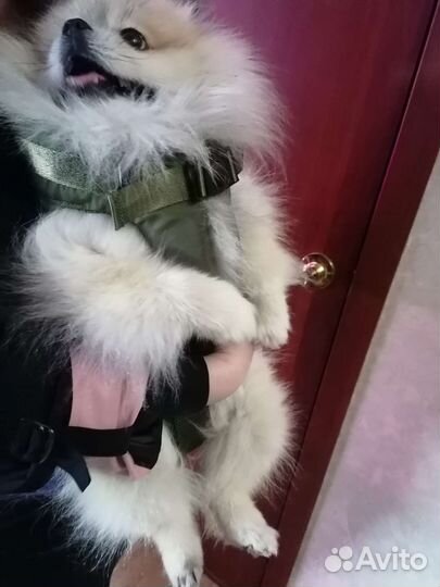 Переноска для собак