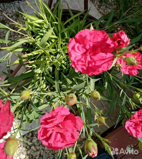 Гвоздика ампельная черенки