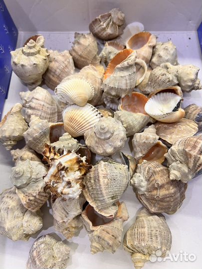Морские ракушки