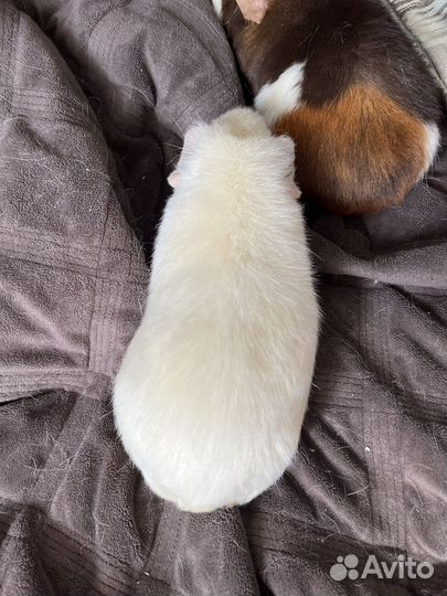 Морские свинки американский тедди + комплектация