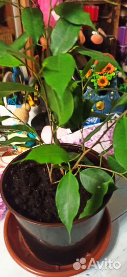 Фикус Бенджамина