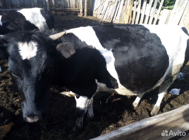 Продам корову с теленком и одна стельная