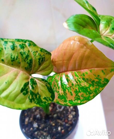 Комнатные растения