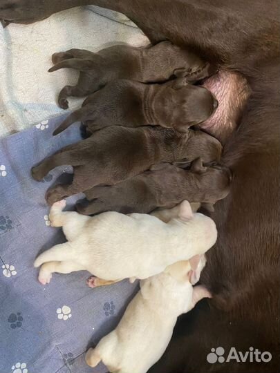 Щенки лабрадора С документами РКФ