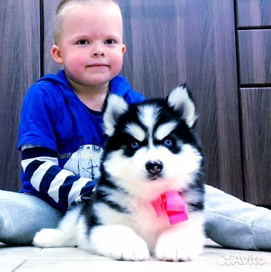 Офигенные щенки Хаски от Кубы в Ярославле (+вязка)