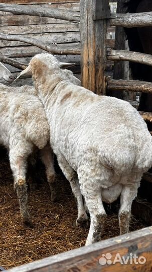 Баран на племя