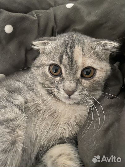 Кошка шатланская вислоухая