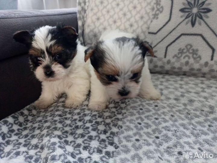 Микро Бивер