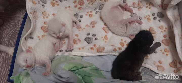 Котята отдам бесплатно