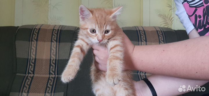 Котенок в добрые руки