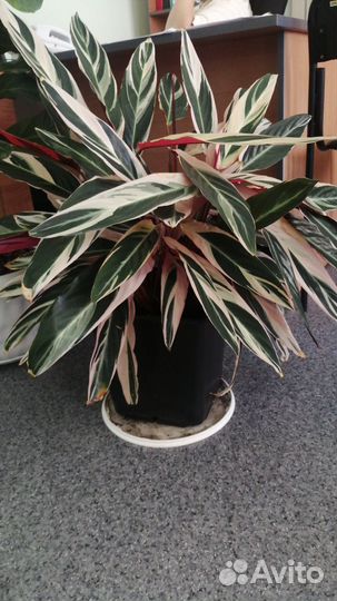 Страманта триколор