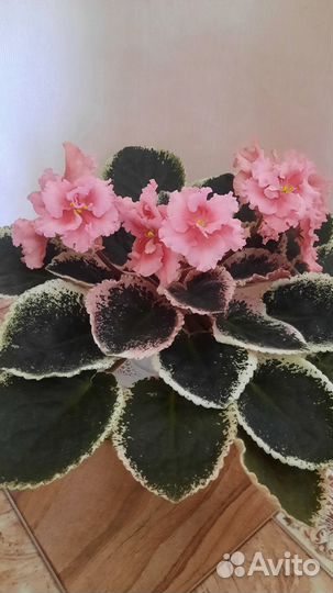 Сортовые фиалки